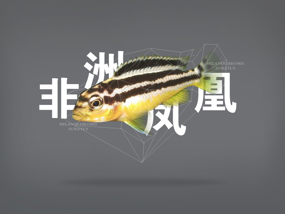 非洲凤凰:最早从马拉维湖出口的慈鲷之一