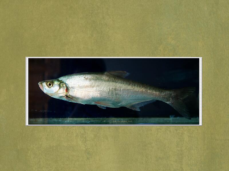 原来太湖白鱼长这样