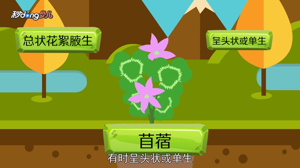 「秒懂少儿」鸡眼草和苜蓿的区别