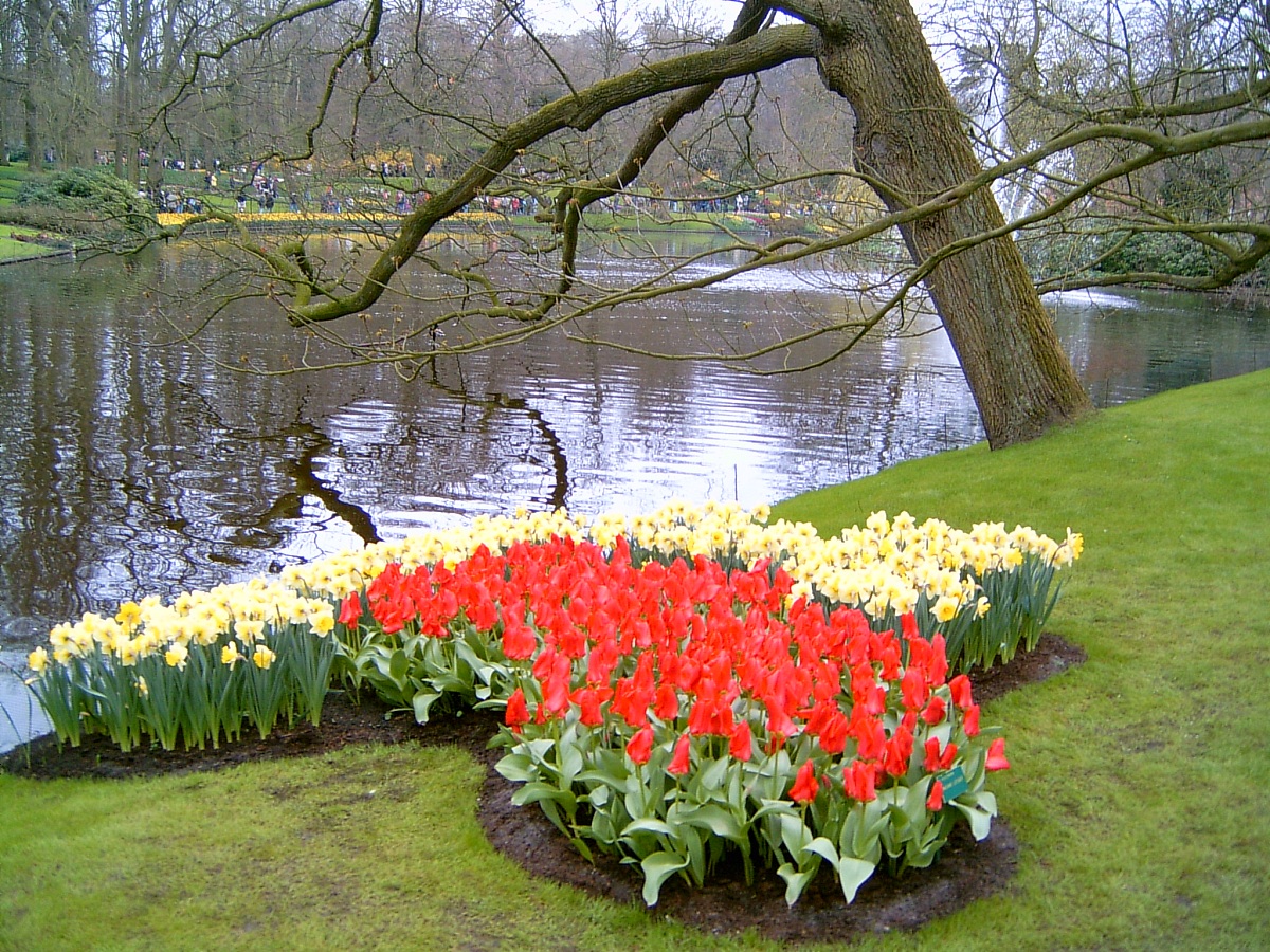 荷兰是欧洲的花园,位于荷兰阿姆斯特丹附近的库肯霍夫花园(keukenhof 
