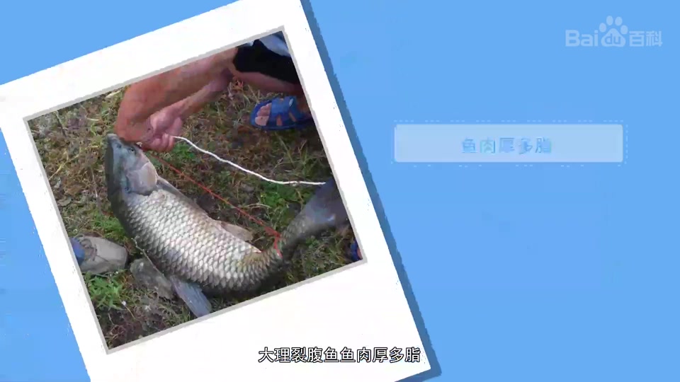 大理裂腹鱼