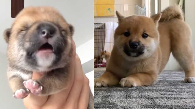 2分钟听完柴犬各种叫声!被第11种声音萌出血了!!