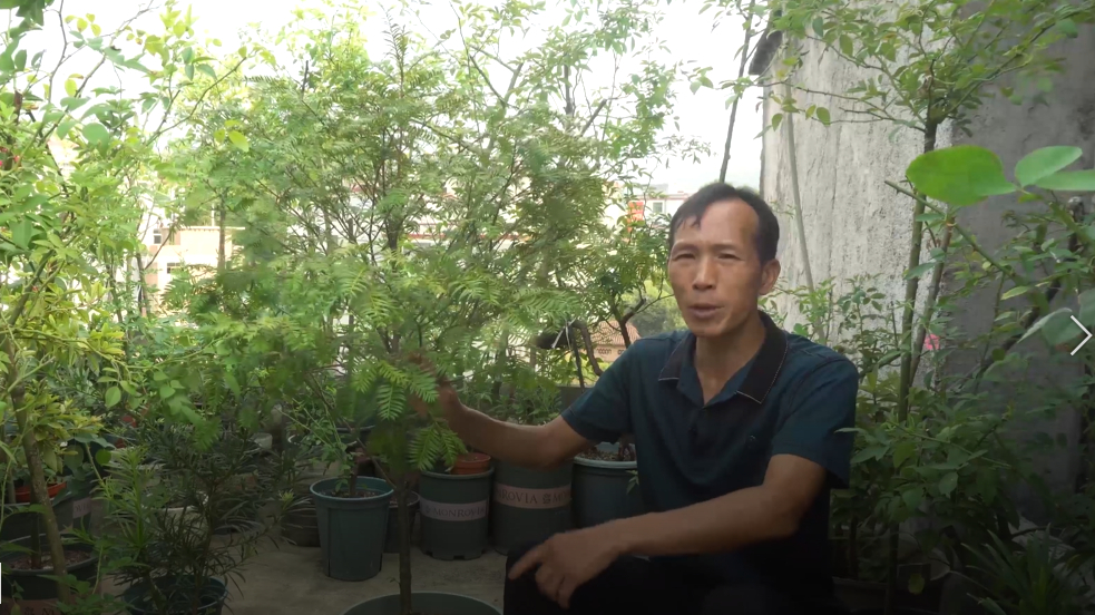 盆栽半年的红豆杉树形很好,只因这步没做好,叶片出现了发黄脱落