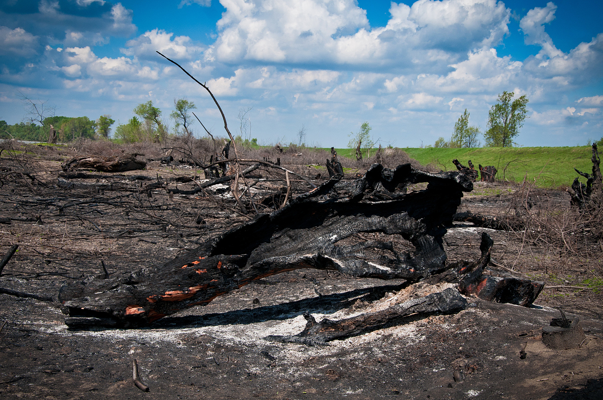 论述森林资源管理不到位问题的具体体现不少于800字。