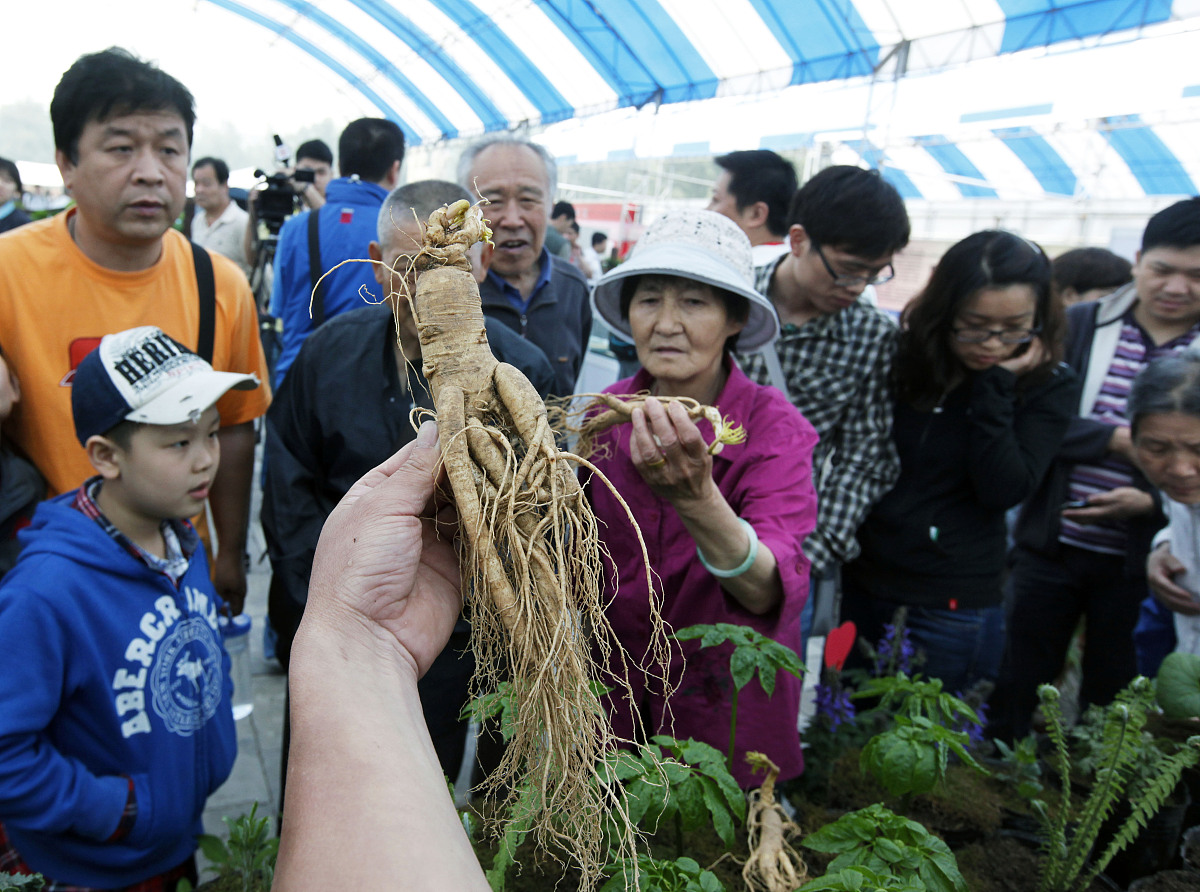 川牛膝配方颗粒提取工艺：注意事项与关键步骤