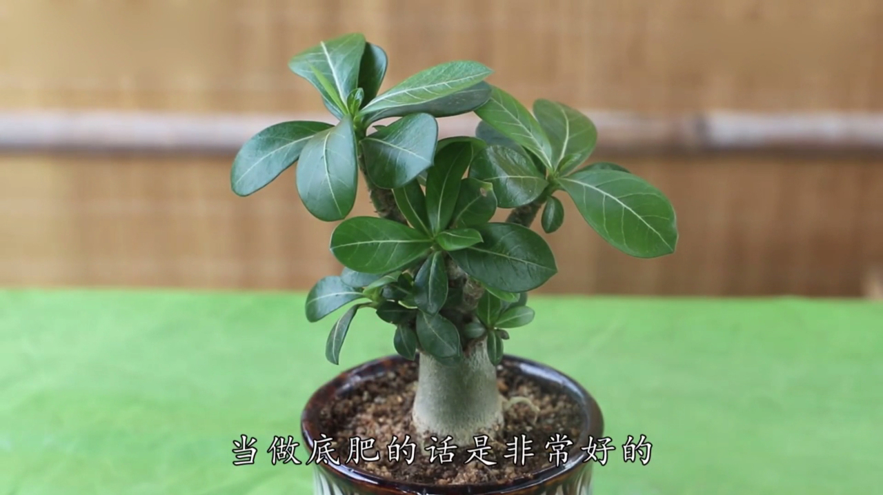 养沙漠玫瑰,盆里撒上一层“它”,有助生长,开花一簇接一簇