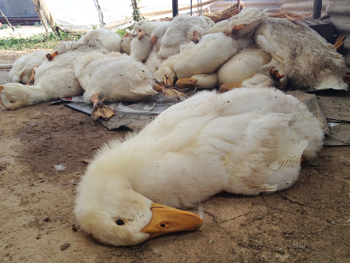 鸭子每天早上倒地不起怎么回事过一会儿又好了