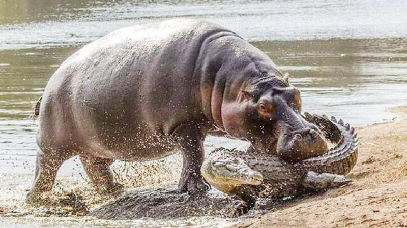 6吨重的河马大战鳄鱼,疯起来管你是谁,不服就干!