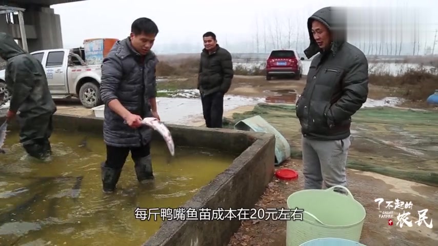 鸭嘴鱼生意火爆,市场供不应求,如此有前景为啥是养殖业的冷门?
