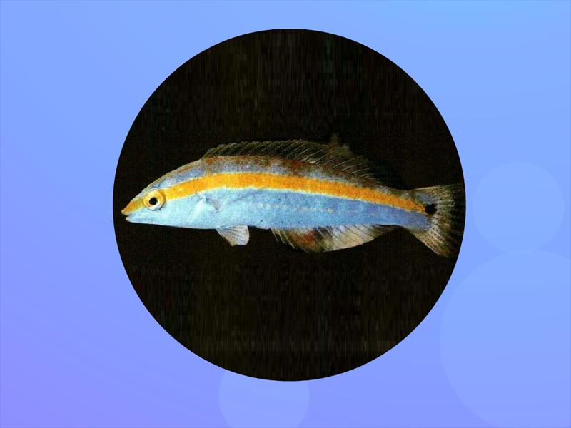 原来哈氏海猪鱼长这样
