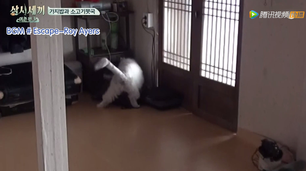 三时三餐:爸爸们正在弄早餐,两个小猫咪却玩得不亦乐乎!