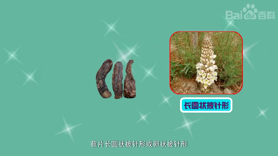 管花肉苁蓉