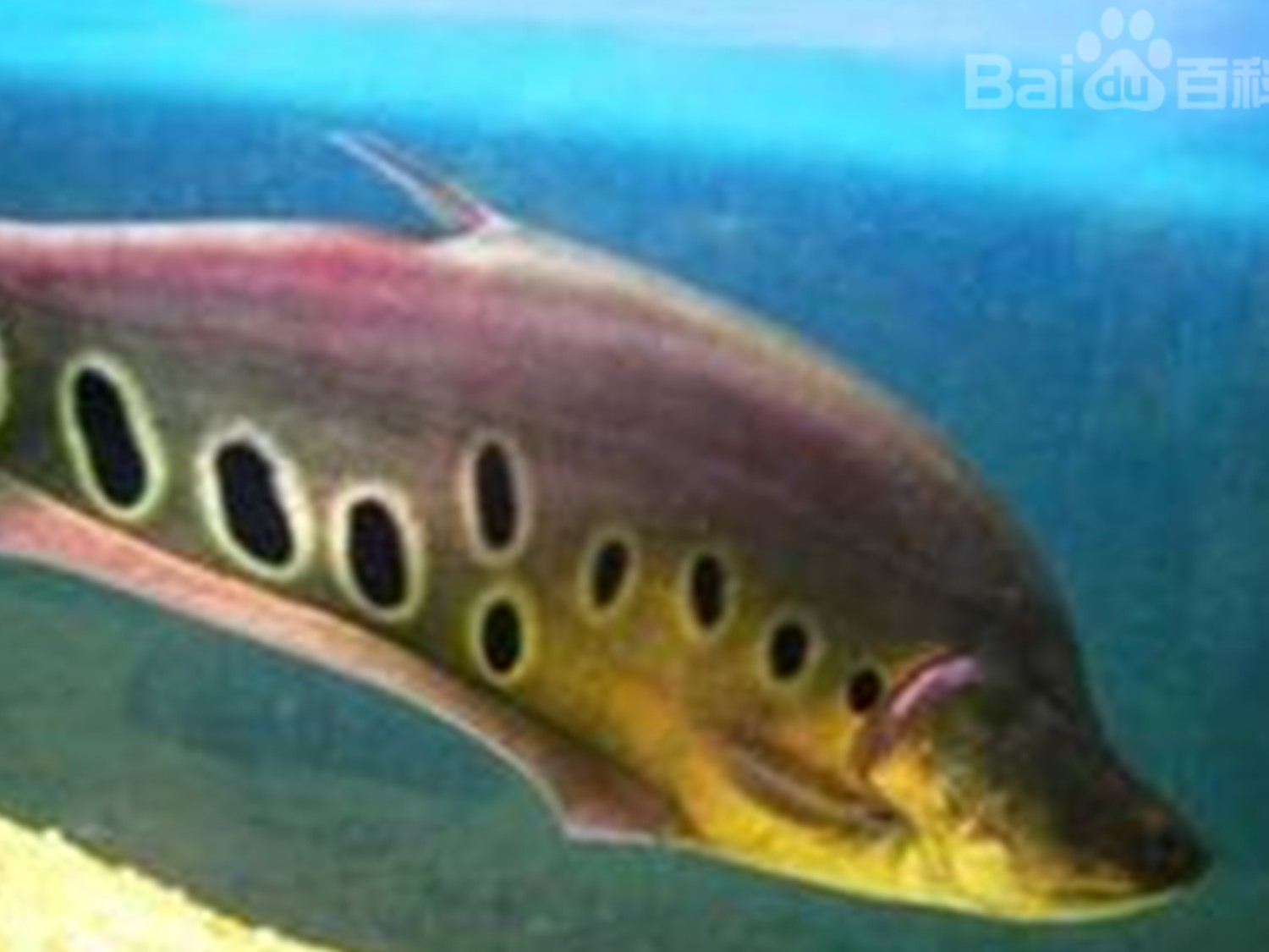 七星刀:前半身宽厚,尾部尖小