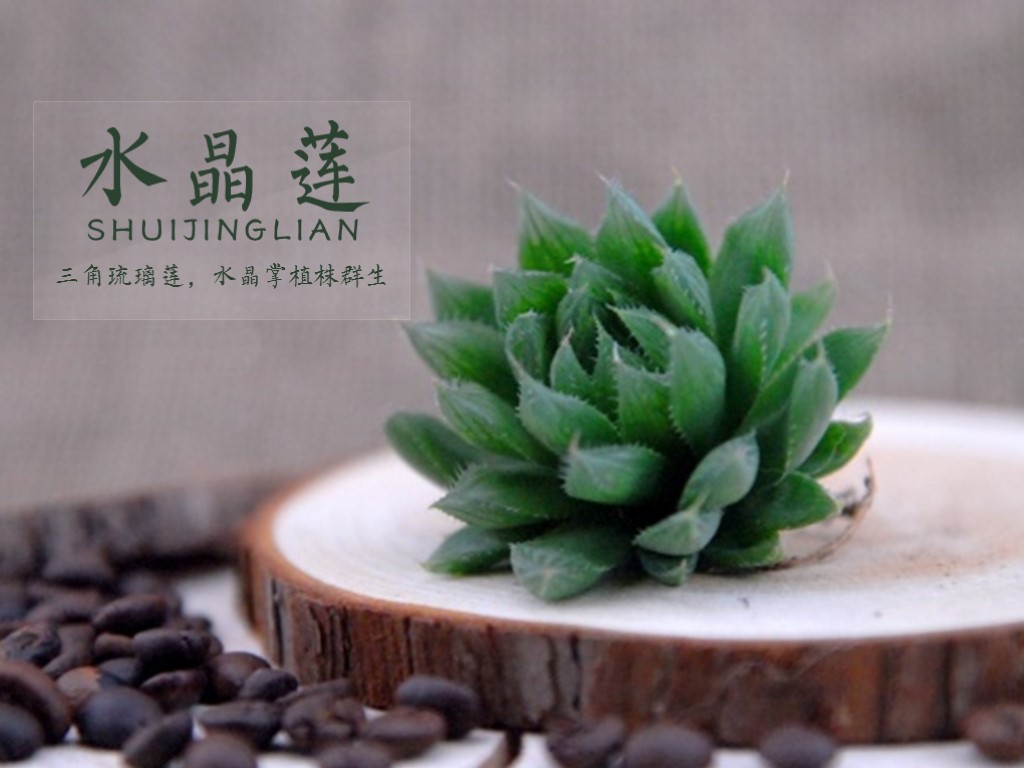 水晶莲:瓦苇属的多年生草本多肉植物