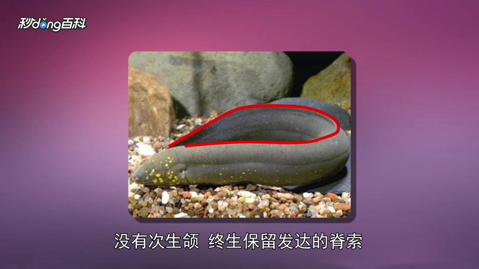 原来肺鱼亚纲长这样