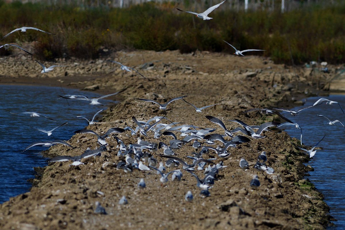 请扩展以下话语：生态环境保护不足：由于城市化进程加快青岛市的生态环境受到了很大的影响尤其是水污染和空气污染问题突出。同时市民对环境保护的意识还不够强烈导致环境问题得不到有效解决。