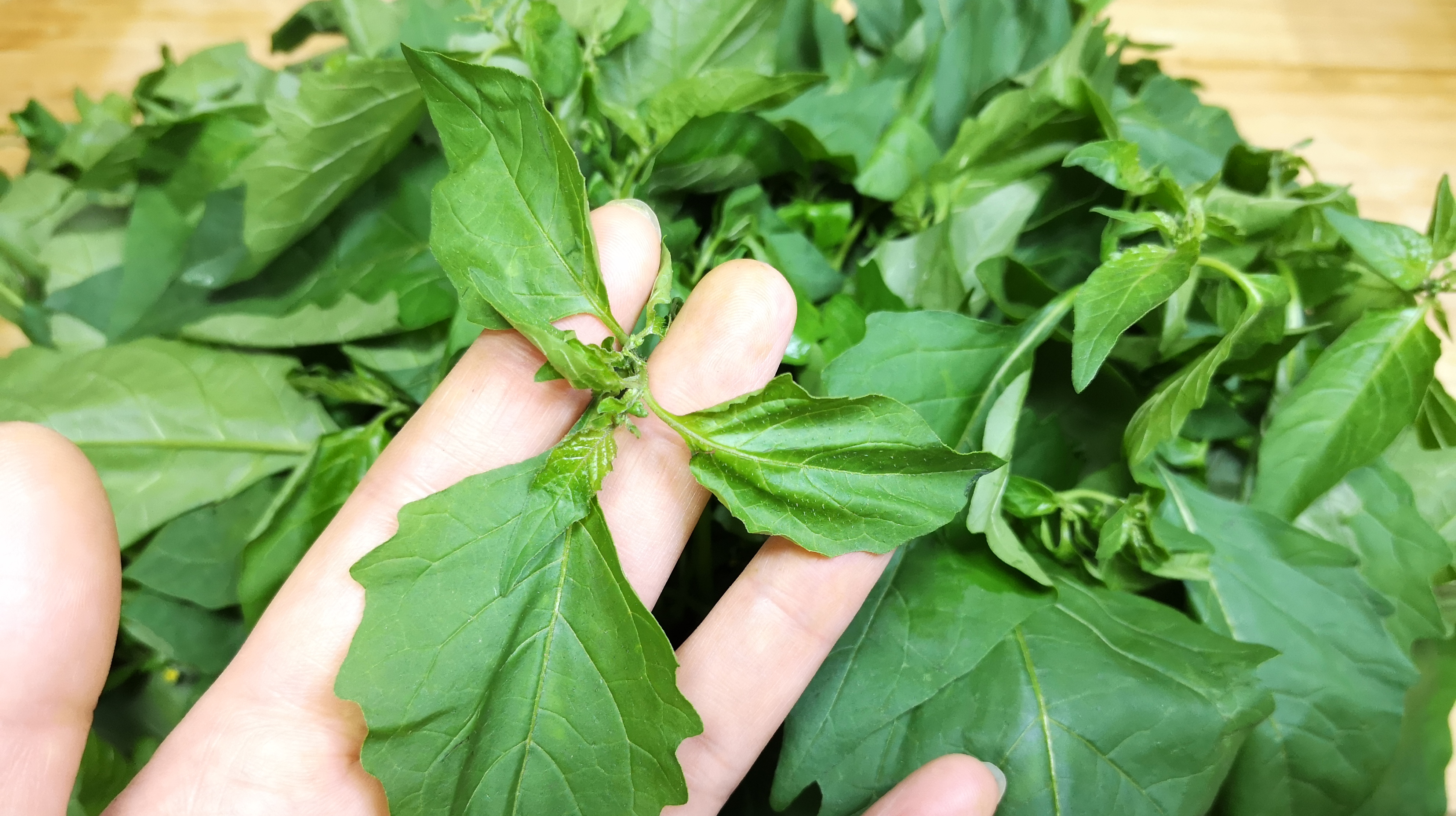 春天要多吃百花菜,简单一做,清热下火,好吃过瘾,春天必吃的菜