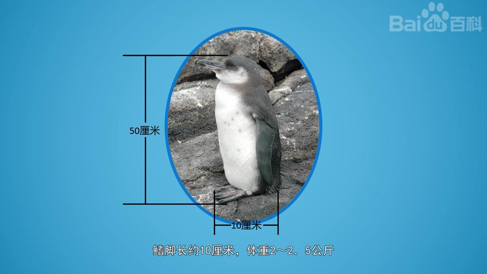加拉帕戈斯企鹅