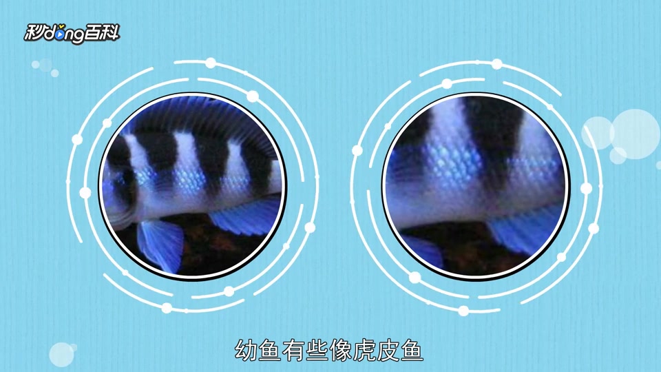 原来六间鱼长这样