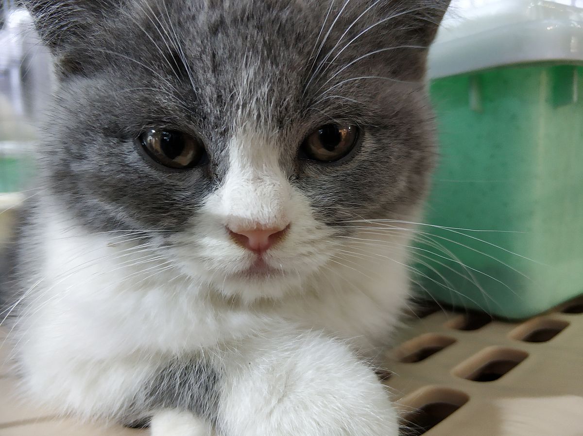 宠物葬礼用品：为爱宠送行，选择合适的骨灰盒和纪念品