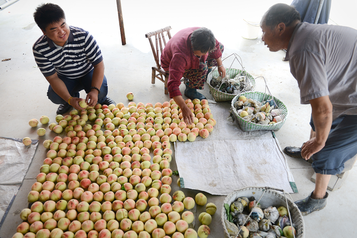 影响点香的五感差异具体的制造加工一步一步的具体流程和时间流程和工作流程请列一个表格出来
