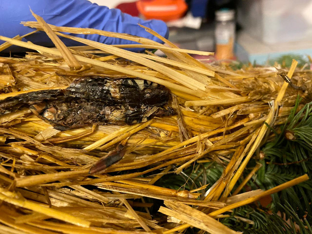 2019年黔南民族医学高等专科学校招生专业之中草药栽培技术专业介绍