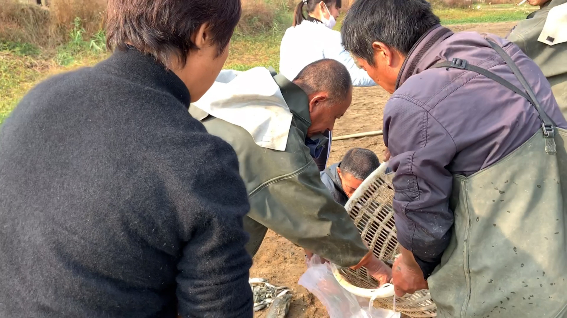 安徽农村河水提前干了,很多人都抢购野生鱼,大苗巧妙地买到了