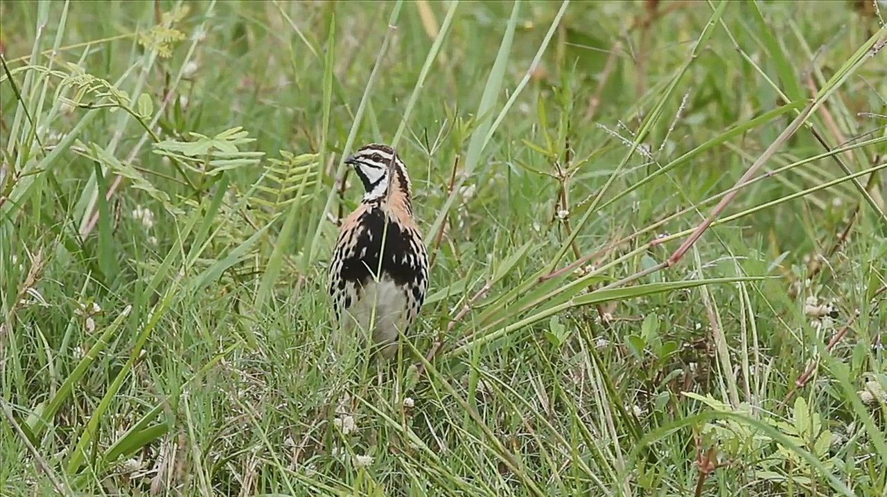 听听真正的野生鹌鹑叫声!