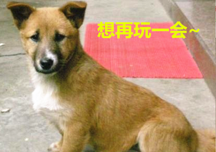 主人已经回家,小黄狗还玩得意犹未尽!