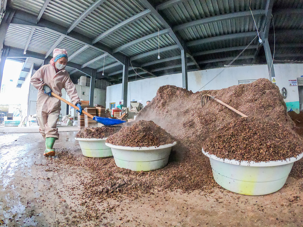 β-葡萄糖苷酶制剂制备实验中粗酶酶活力低的原因及解决方案