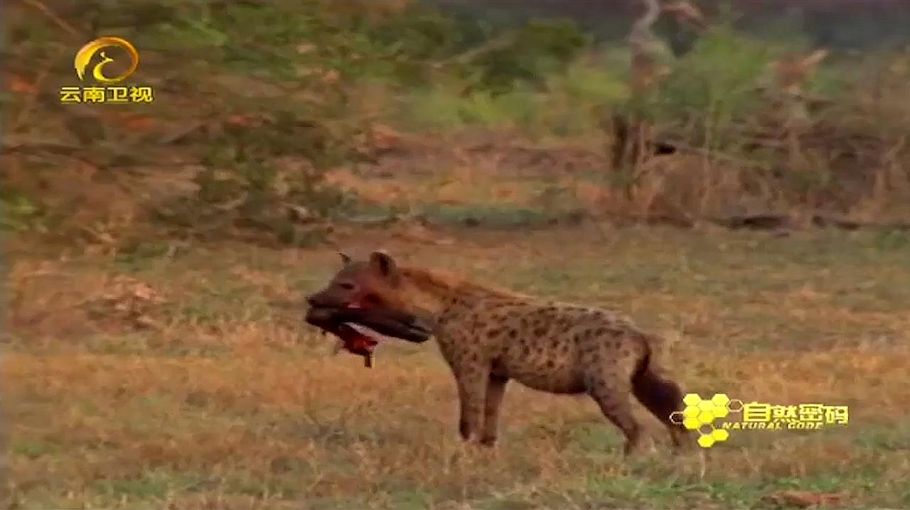 [图]野犬正大口吃猎物,鬣狗闯进来夺食,被野犬联手制服