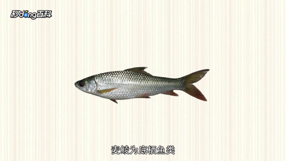 一分钟了解麦瑞加拉鲮