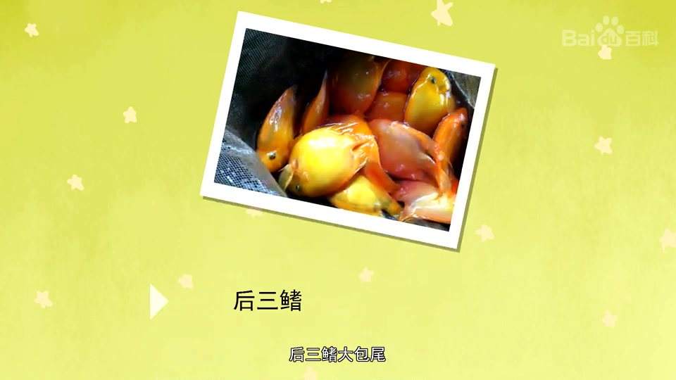 麒麟鹦鹉鱼