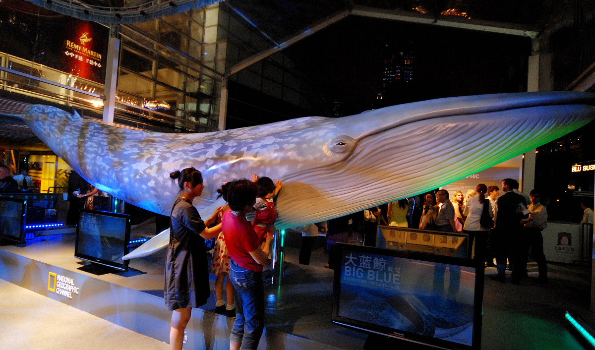 ***_***2009年6月18日晚,世界最大的生物"大蓝鲸"亚洲巡回展在上海新