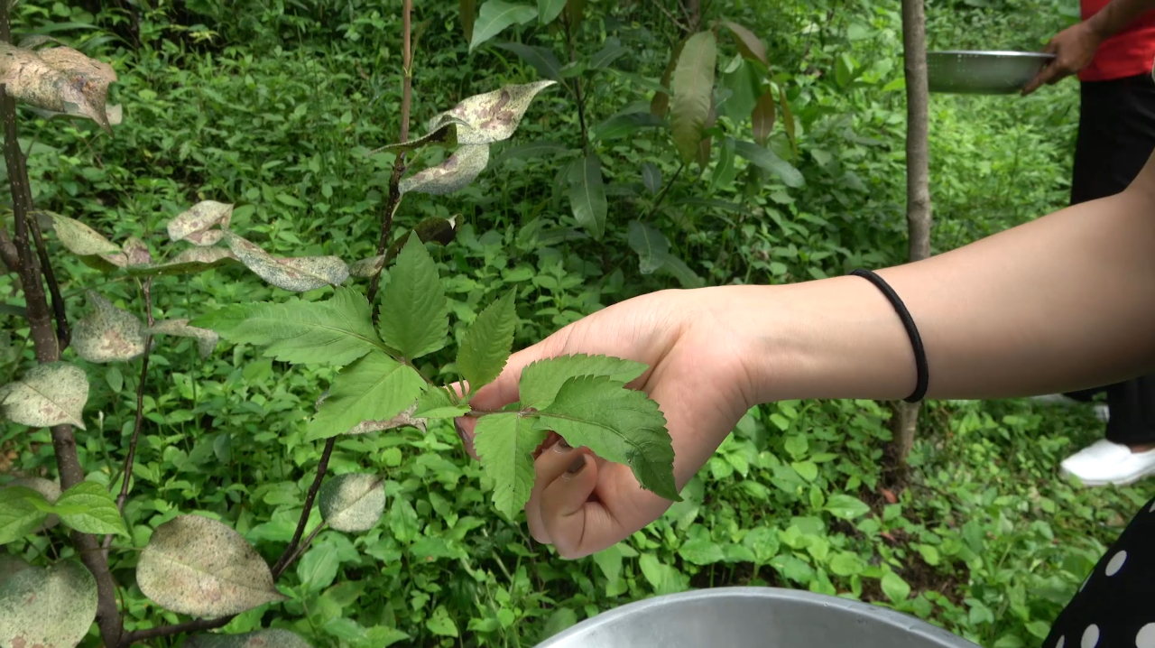 大兄弟和两位小姐姐去山里摘野菜,是云南的一种叫鬼尖草的中草药