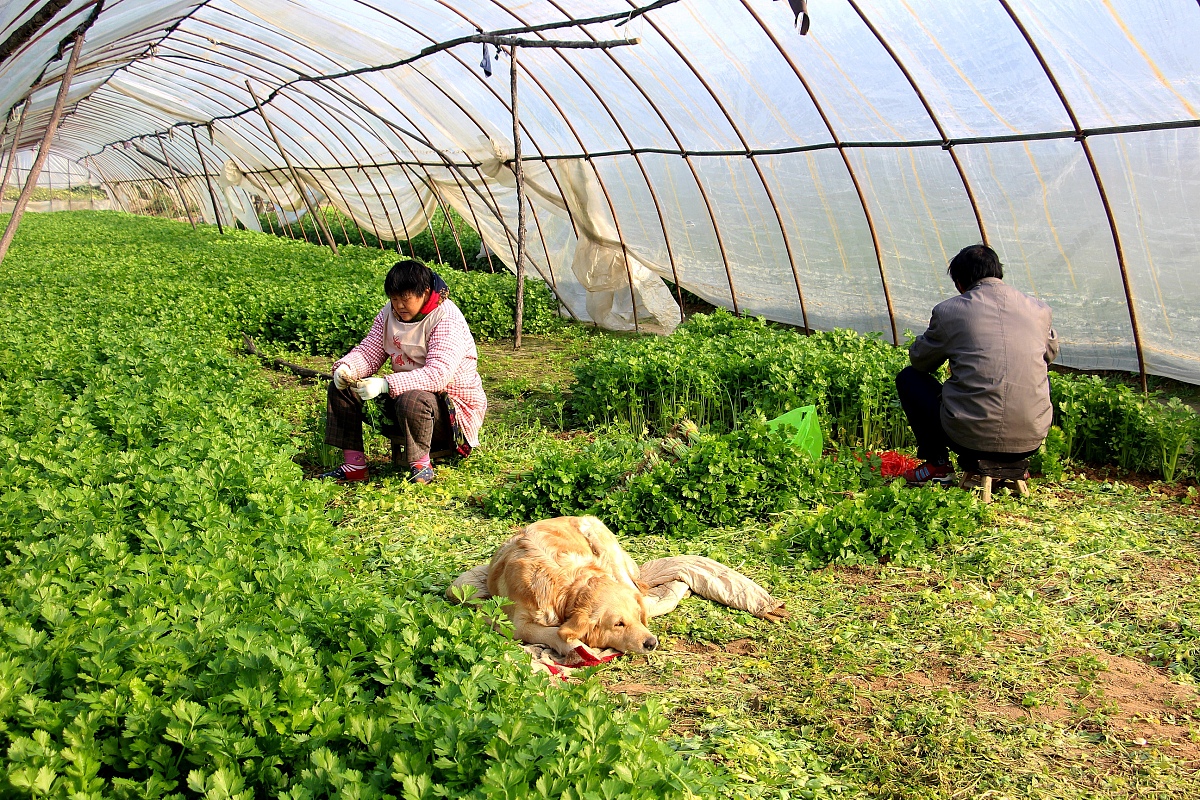 治疗胃部不适的民间偏方：苦菜汤的功效与食疗方法