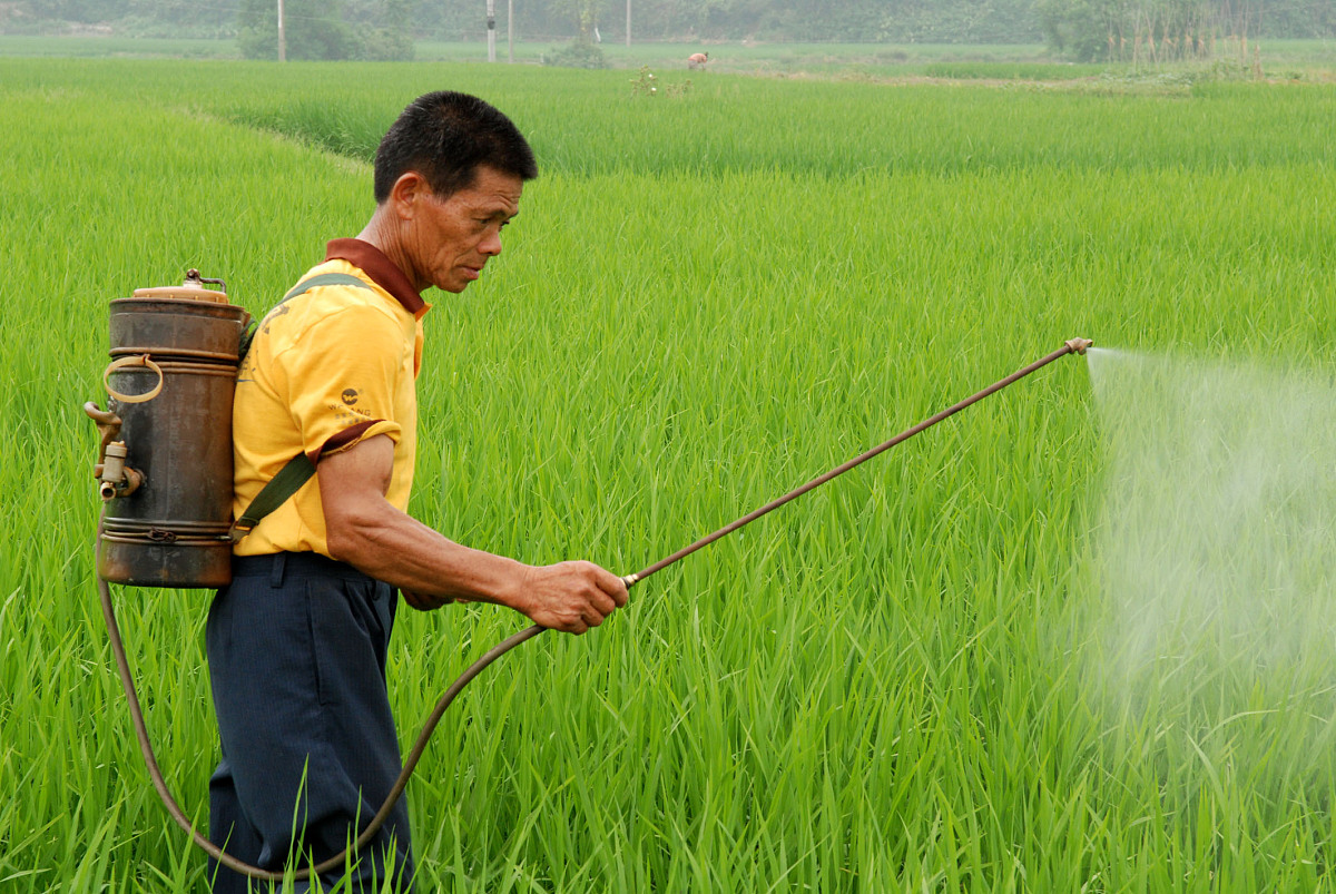 水稻田打钻心虫后几天可以把稻田水排干？三天排水不行吗？