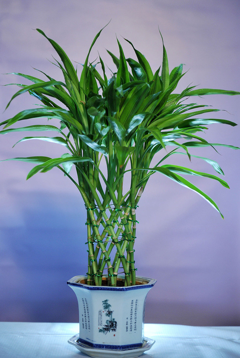 转运竹怎么养才能更旺盛