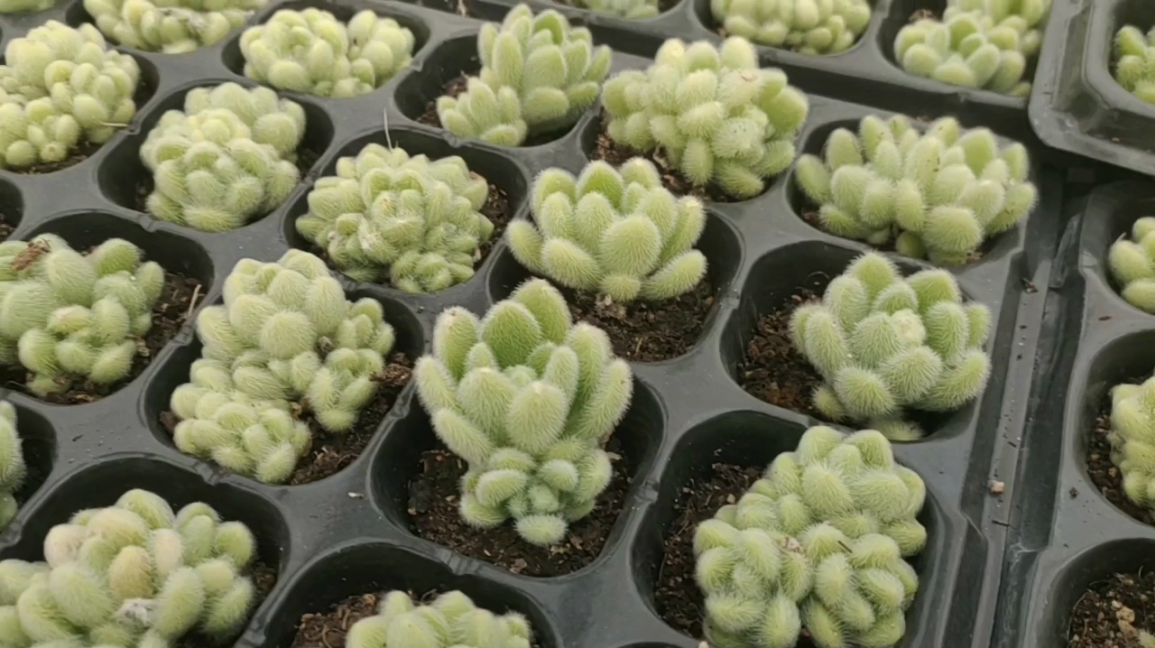 多肉基地近距离观看信东尼,毛茸茸很可爱,你喜欢吗