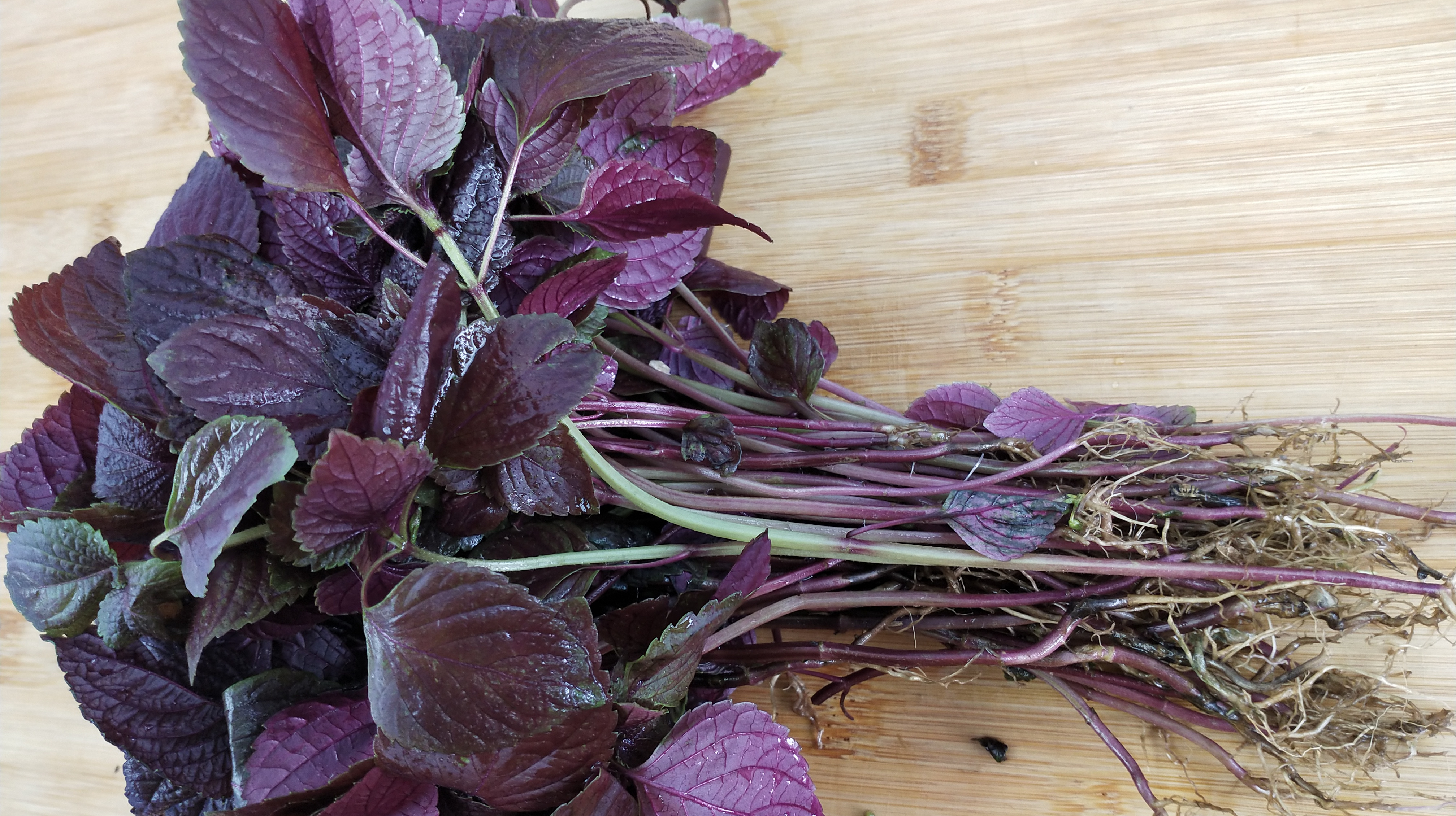 紫苏最过瘾的土吃法,牢记这3步,1分钟搞定,清爽解腻又提神!香