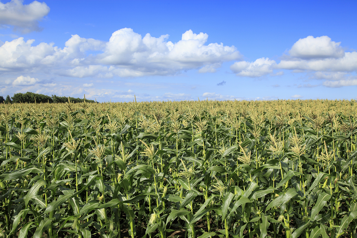 延安旱地玉米生产面临品种选用和布局困境：提高效益的关键