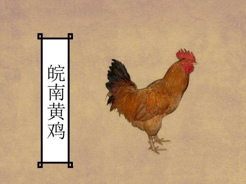 原来皖南黄鸡长这样