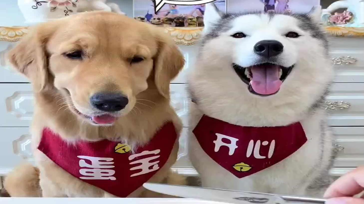 当着狗狗的面切蛋糕,这绝对太吓狗了