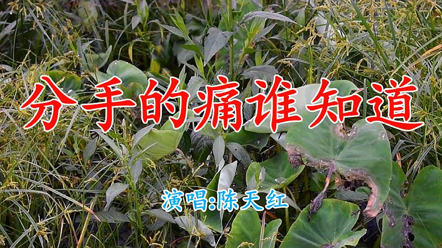 [图]一首《分手的痛谁知道》旋律伤感,听哭多少有缘无份的人