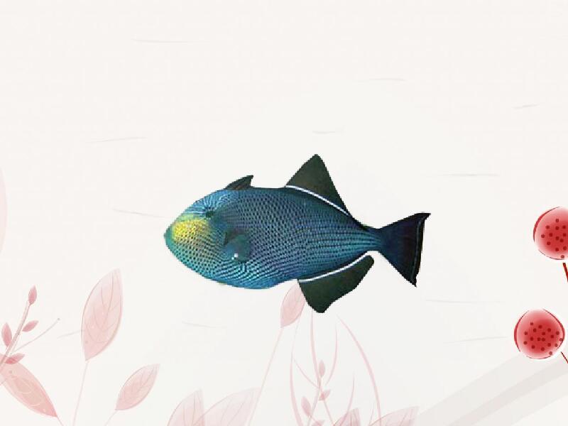 炮弹鱼:属于大型海水观赏鱼