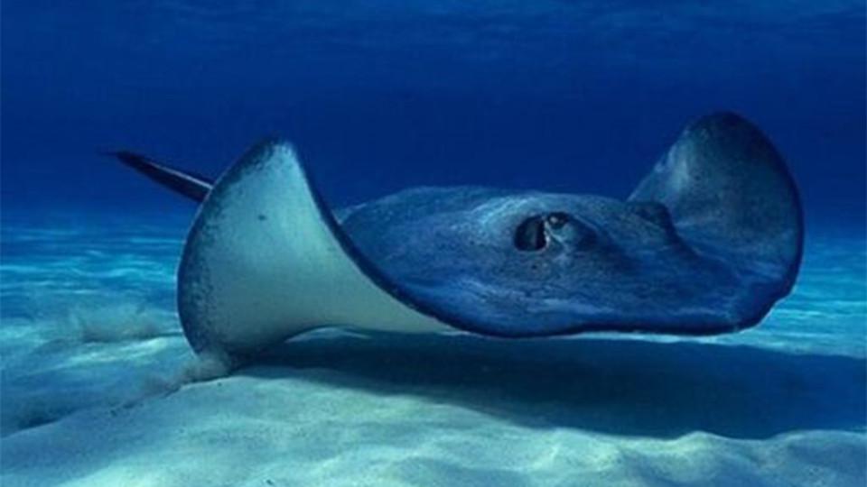 一分钟了解鳐鱼