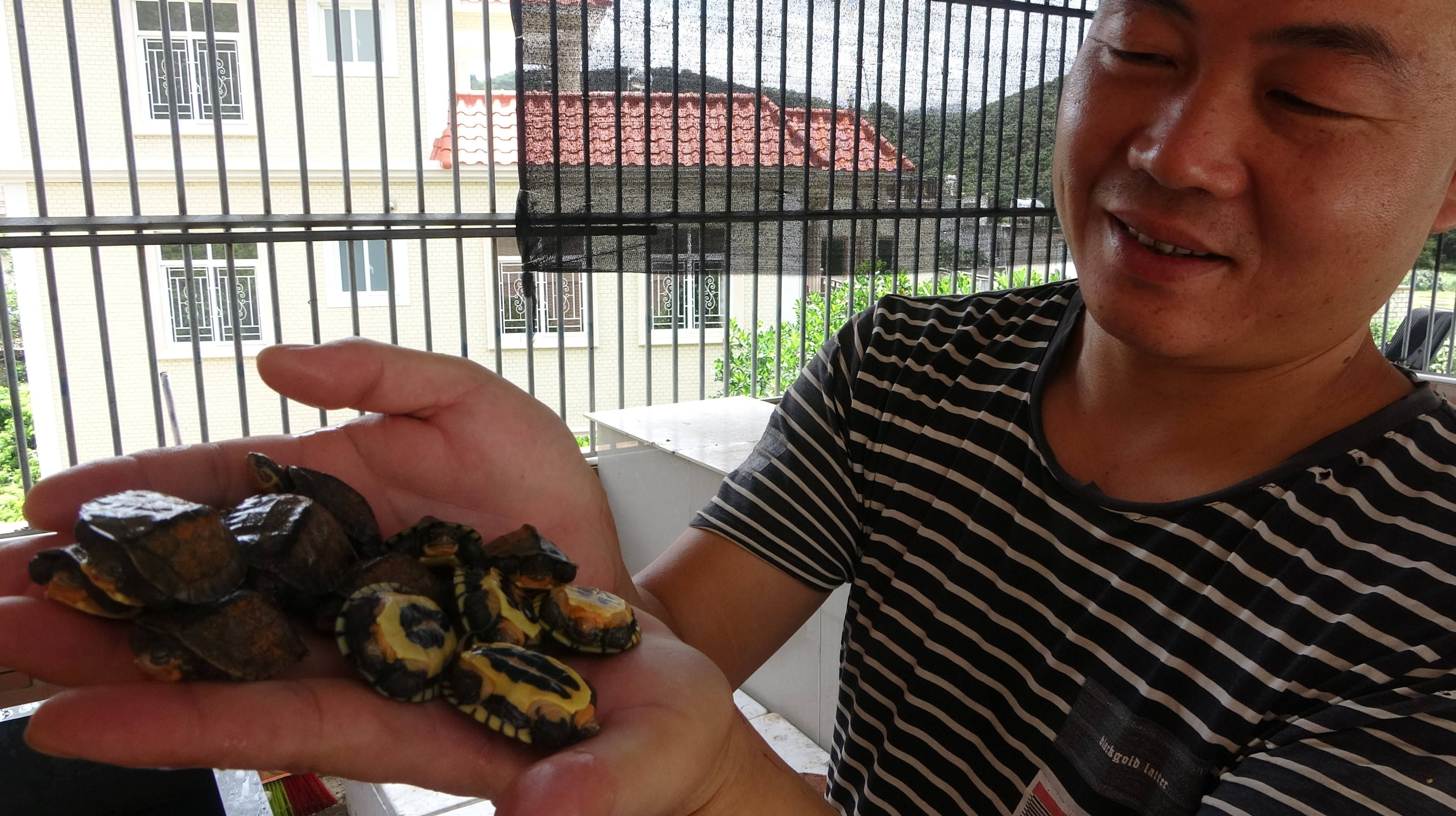 老林的石金钱龟苗孵出来了,刚出壳的小龟还要这样护理,涨知识了