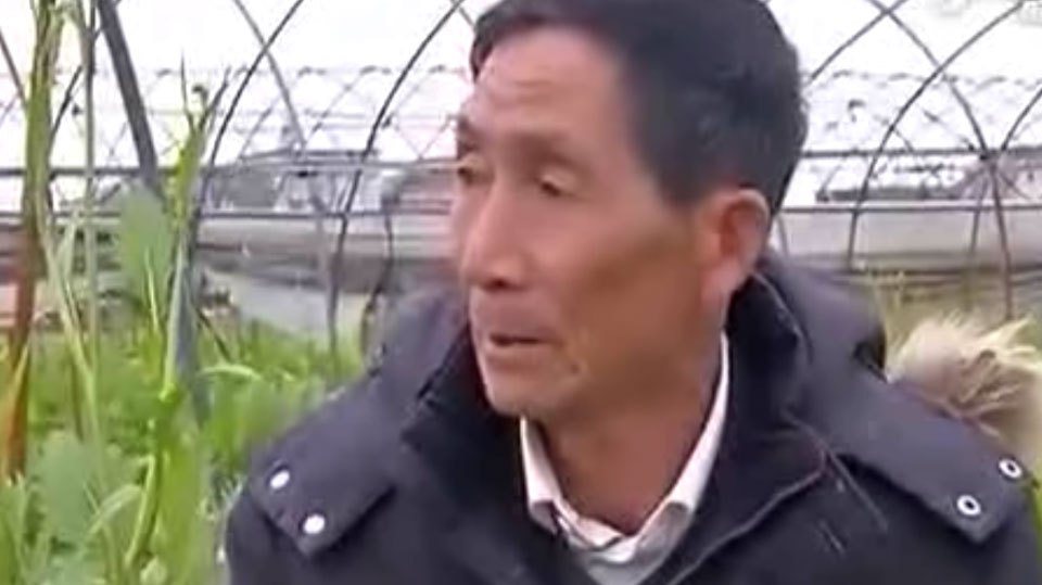 临川菜梗鲜辣可口,腌制时间要在三个月以上,好让亚硝酸盐分解掉