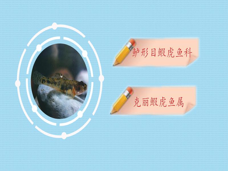 原来黄带克丽鰕虎鱼长这样