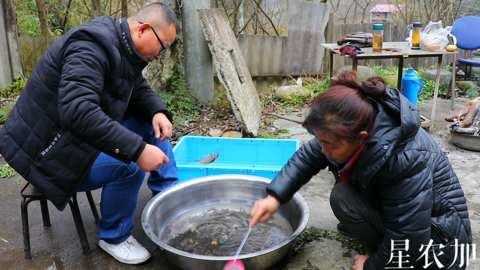 秦岭深山农户养殖娃娃鱼,大鱼30小鱼苗2块,太便宜了